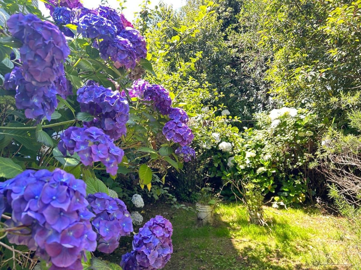 Purple Fox Hotel Ancud Kültér fotó